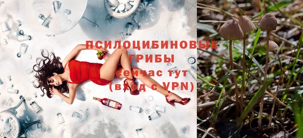 шишки Дмитровск