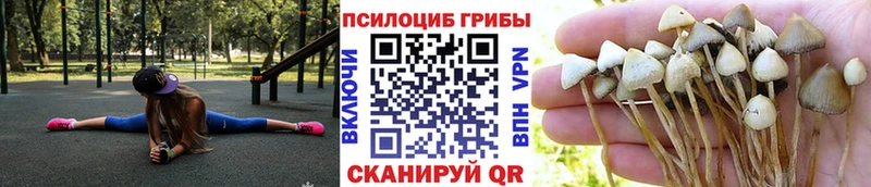 Галлюциногенные грибы Psilocybine cubensis  Купить закладки  Ивантеевка 